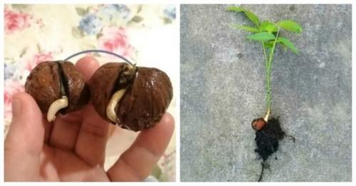 Как прорастить грецкий орех в воде. Как прорастить грецкий орех для посадки на даче: самый простой способ с помощью воды