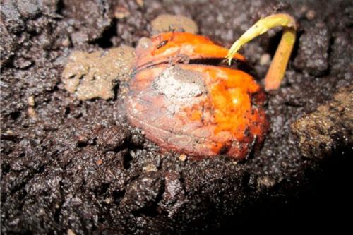 Грецкий орех из семян выращивать нельзя. Посадка ядер грецкого ореха осенью в грунт