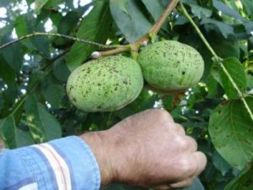 Выращивание ореха в горшке. Простейший способ в домашних условиях прорастить грецкий орех 10