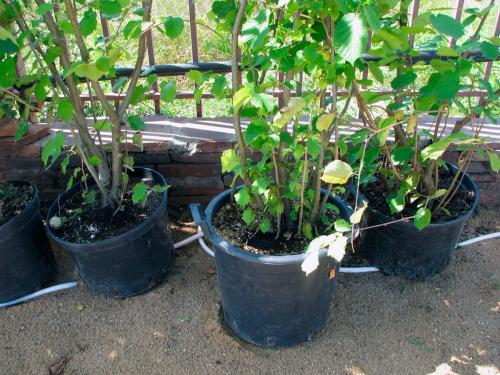 Как вырастить лещину в домашних условиях. Как вырастить лещину из орехов