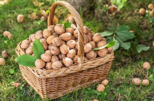 Выращивание ореха в горшке. Простейший способ в домашних условиях прорастить грецкий орех 18