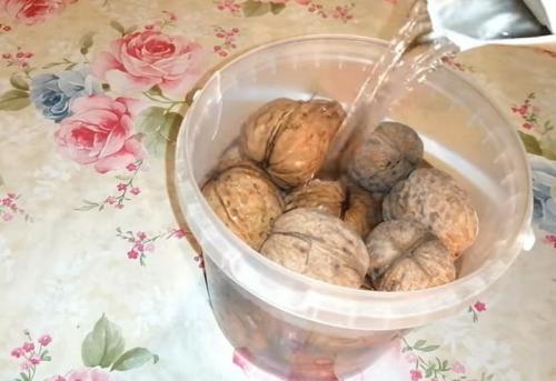 Как прорастить грецкий орех в воде. Как прорастить грецкий орех для посадки на даче: самый простой способ с помощью воды