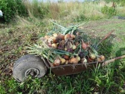 Как хранить лук, чтобы не сгнил. Общие правила