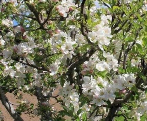 Каков срок созревания яблок сорта Жигулевское. Описание и характеристика яблони Жигулевское