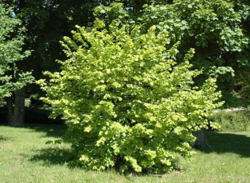 Как посадить лещину. Описание кустарника