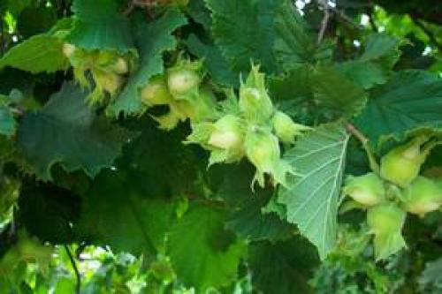 Посадка и выращивание фундука из ореха в домашних условиях. Как вырастить фундук из ореха 03