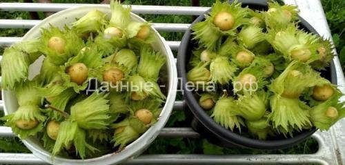 Выращивание и уход за фундуком. Посадка кустарника и уход за ним 03 Выращивание и уход за фундуком. Посадка кустарника и уход за ним 03