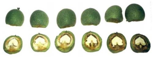 Сбор и хранение орехов фундука. Посадка лещины или фундука 04