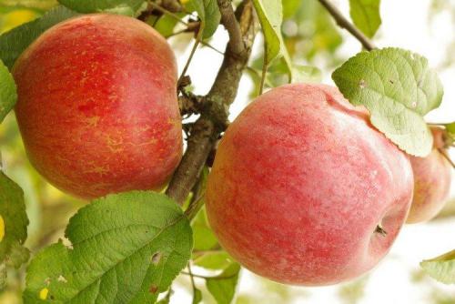 Какие сорта яблонь лучше всего подходят для климата Подмосковья и средней полосы России. Лучшие сорта яблок для Подмосковья: фото, названия и описания (каталог)
