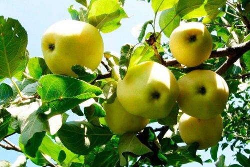 Какие сорта яблонь лучше всего подходят для климата Подмосковья и средней полосы России. Лучшие сорта яблок для Подмосковья: фото, названия и описания (каталог)