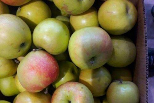 Какие сорта яблонь лучше всего подходят для климата Подмосковья и средней полосы России. Лучшие сорта яблок для Подмосковья: фото, названия и описания (каталог)