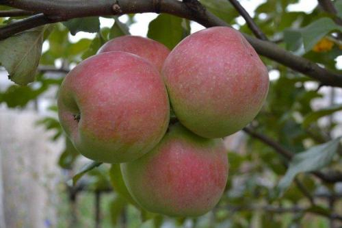 Какие сорта яблонь лучше всего подходят для климата Подмосковья и средней полосы России. Лучшие сорта яблок для Подмосковья: фото, названия и описания (каталог)