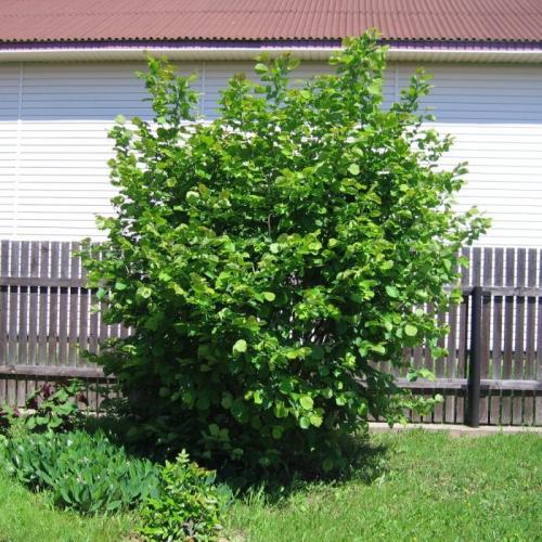 Как растет фундук. Фундук посадка в открытом грунте