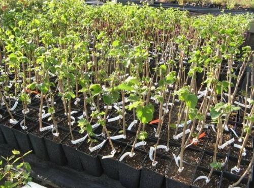 Как растет фундук. Фундук посадка в открытом грунте