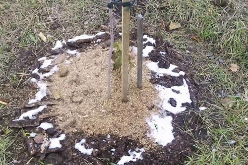 Посадка фундука осенью. Особенности осенней посадки фундука