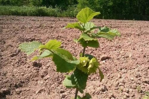 Посадка фундука осенью. Особенности осенней посадки фундука