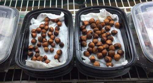 Как вырастить фундук из ореха дома. Выращивание ореха в горшке