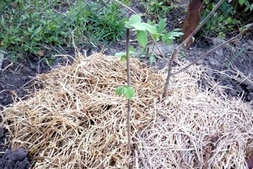 Посадка фундука осенью. Особенности осенней посадки фундука