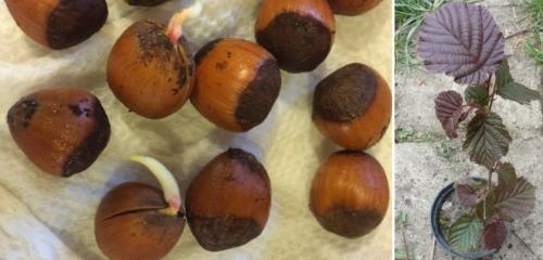 Как вырастить фундук из ореха дома. Выращивание ореха в горшке