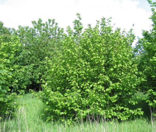 Фундук садовый. Фундук посадка в открытом грунте