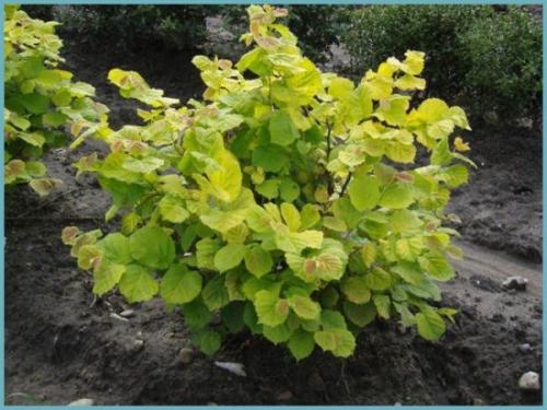 Что можно посадить рядом с фундуком. Лещина: сорта и разновидности