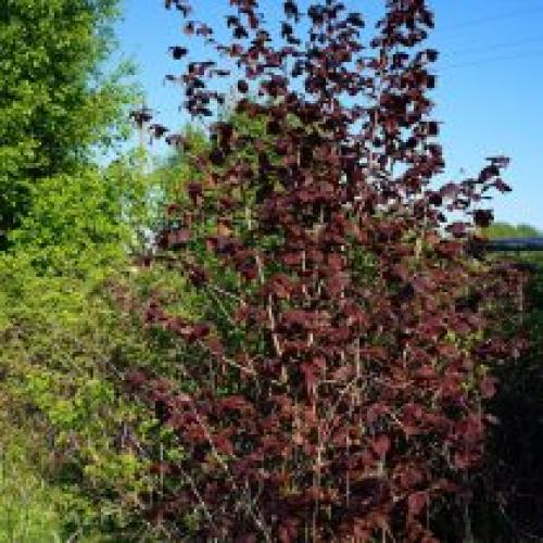 Выращивание фундука на дачном участке. Сорта фундука, которые я выращивала