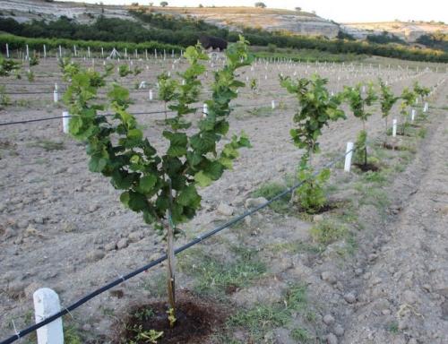 Фундук садовый. Фундук посадка в открытом грунте