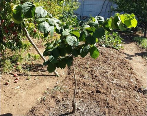 Фундук садовый. Фундук посадка в открытом грунте