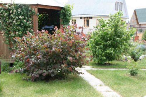 Как растет фундук дерево. Ботаническое описание