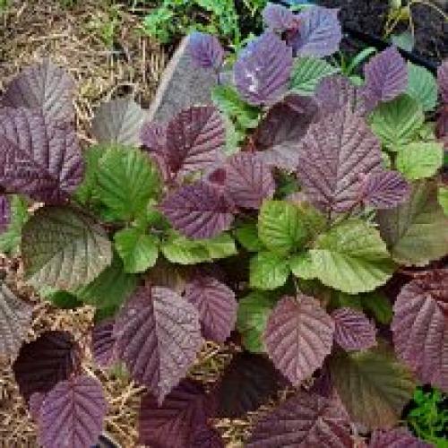 Выращивание фундука на дачном участке. Сорта фундука, которые я выращивала