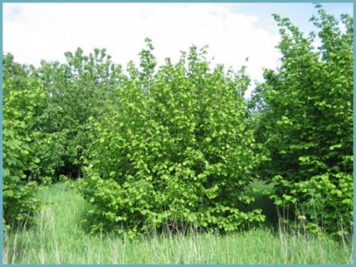 Что можно посадить рядом с фундуком. Лещина: сорта и разновидности