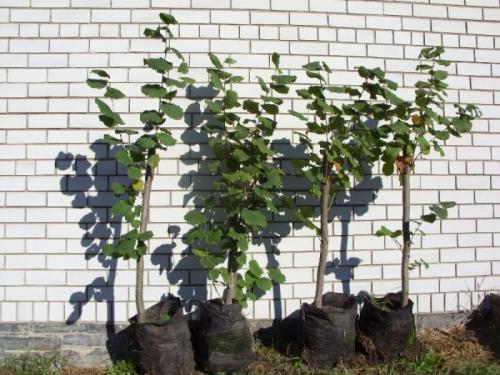 Фундук садовый. Фундук посадка в открытом грунте