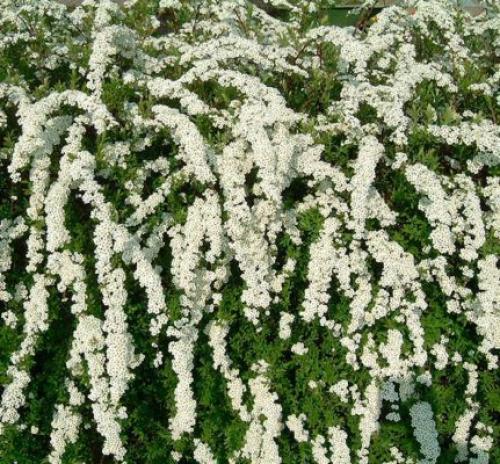 С чем посадить спирею. Кустарник спирея в ландшафтном дизайне — яркое украшение сада