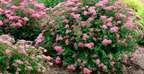 С чем посадить спирею. Кустарник спирея в ландшафтном дизайне — яркое украшение сада