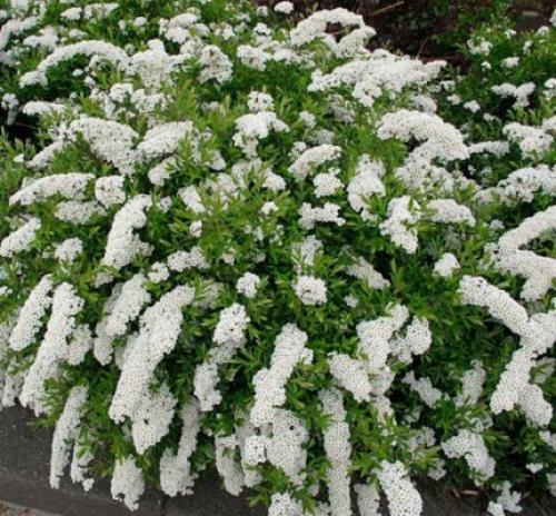 С чем посадить спирею. Кустарник спирея в ландшафтном дизайне — яркое украшение сада