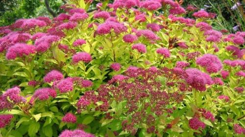 Спирея японская пересадка весной. Все о спирее японской