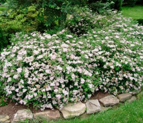 С чем посадить спирею. Кустарник спирея в ландшафтном дизайне — яркое украшение сада