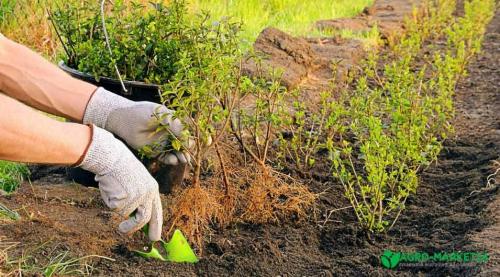 Когда можно сажать спирею осенью. Весенняя посадка 20