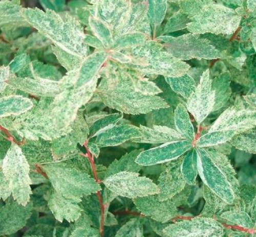 С чем посадить спирею. Кустарник спирея в ландшафтном дизайне — яркое украшение сада