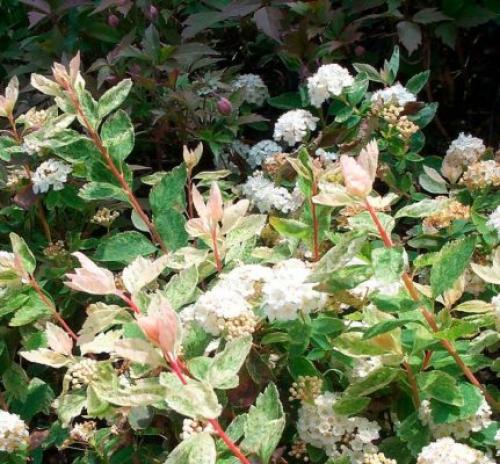 С чем посадить спирею. Кустарник спирея в ландшафтном дизайне — яркое украшение сада