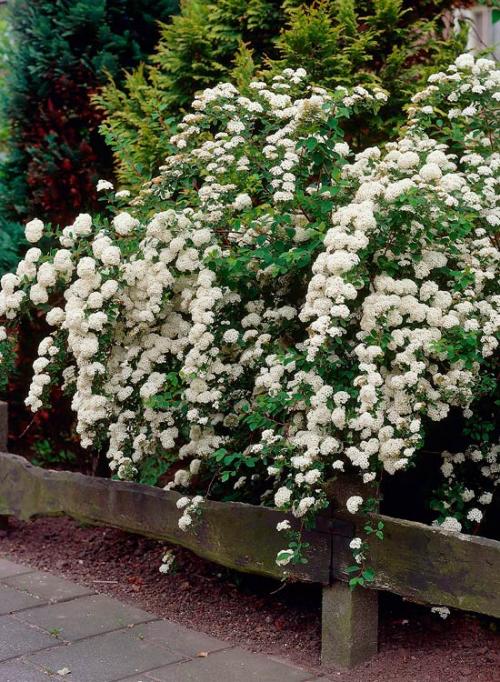 С чем посадить спирею. Кустарник спирея в ландшафтном дизайне — яркое украшение сада