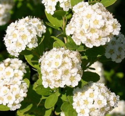 С чем посадить спирею. Кустарник спирея в ландшафтном дизайне — яркое украшение сада