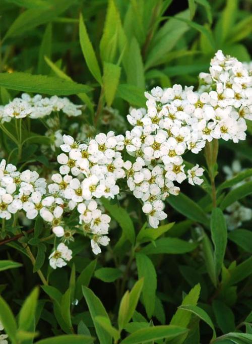 С чем посадить спирею. Кустарник спирея в ландшафтном дизайне — яркое украшение сада