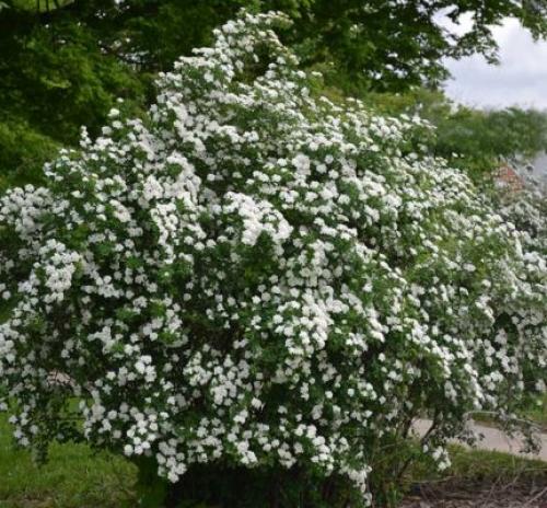 С чем посадить спирею. Кустарник спирея в ландшафтном дизайне — яркое украшение сада