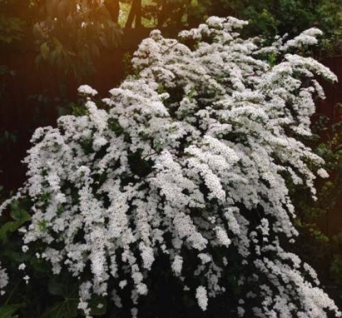 С чем посадить спирею. Кустарник спирея в ландшафтном дизайне — яркое украшение сада
