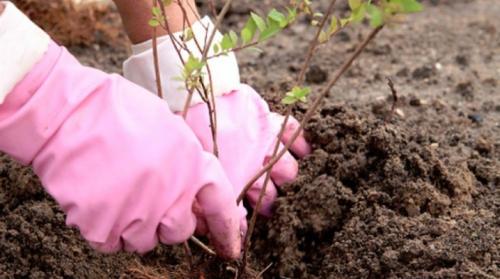Спирея уход и обрезка. Посадка и уход за спиреей