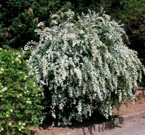 С чем посадить спирею. Кустарник спирея в ландшафтном дизайне — яркое украшение сада