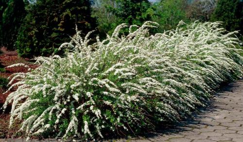 С чем посадить спирею. Кустарник спирея в ландшафтном дизайне — яркое украшение сада