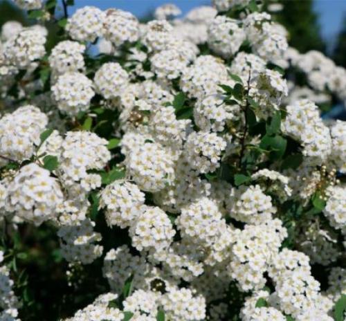 С чем посадить спирею. Кустарник спирея в ландшафтном дизайне — яркое украшение сада