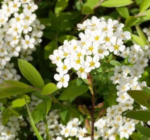 С чем посадить спирею. Кустарник спирея в ландшафтном дизайне — яркое украшение сада